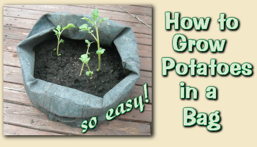 Potatoes Grown in a Bag- It's Easy